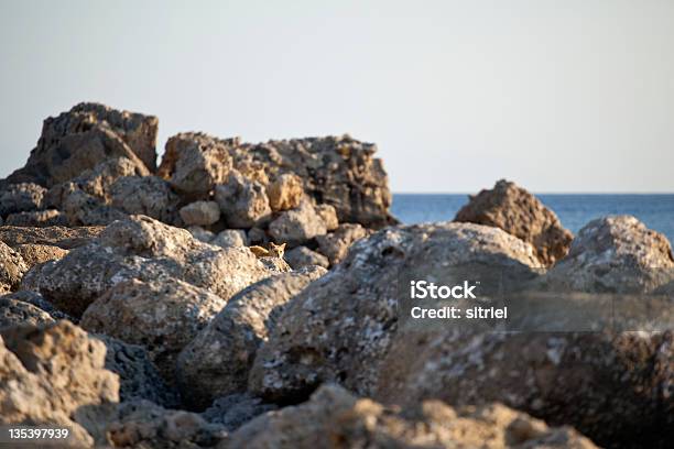 Kot Na Rocks W Nadmorskiej - zdjęcia stockowe i więcej obrazów Bez ludzi - Bez ludzi, Dziki kot, Europa - Lokalizacja geograficzna