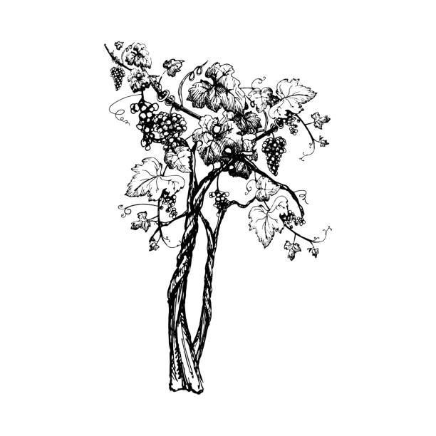 виноград винограда с ягодами и листьями. винтажная штриховка черная монохромная - vineyard stock illustrations