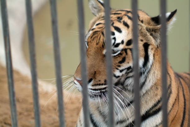 istock tiger rests on the sand in the zoo 1353979828