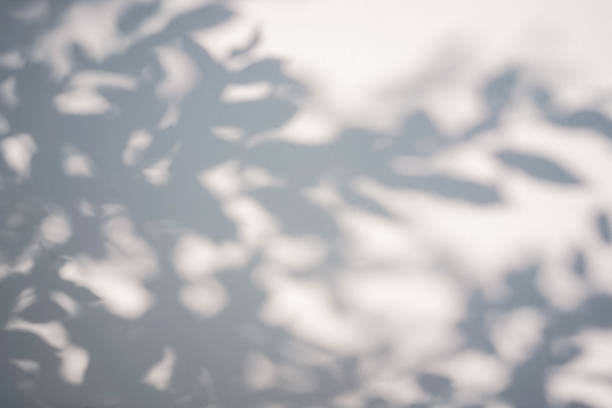 istock Shadow of foliage on white background. Overlay. 1353979964