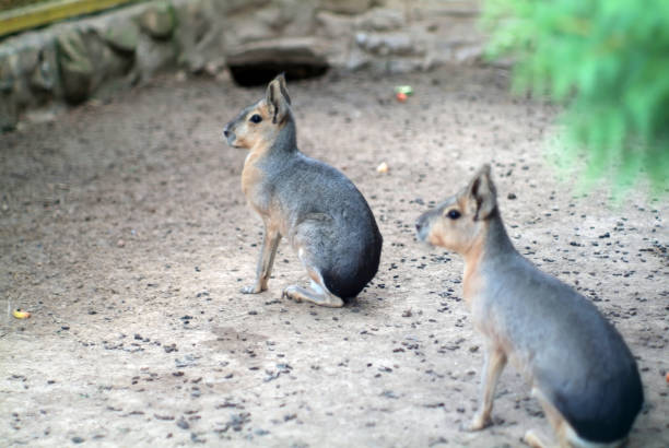 Patagonian mara large herbivorous rodent.