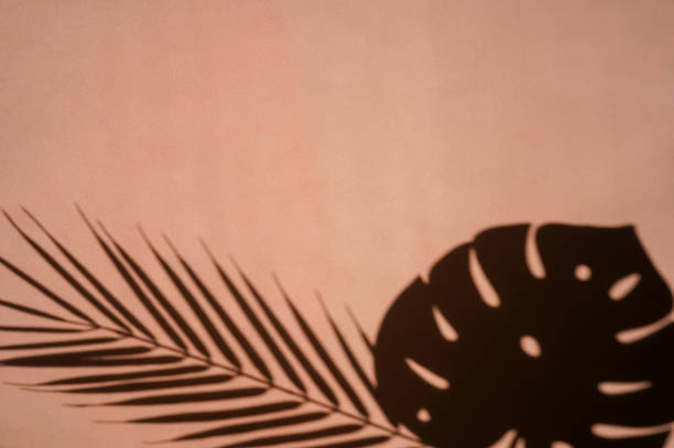 istock Monstera and palm leaves shadows on Coral. 1353981166