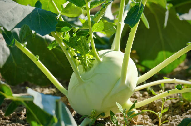 유기농 양배추 순무 클로즈업 - kohlrabi 뉴스 사진 이미지