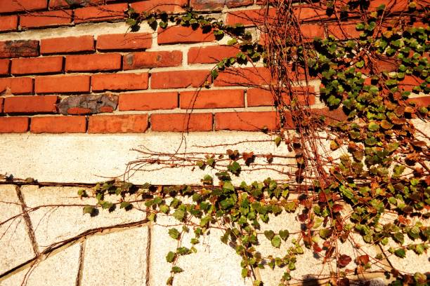 vitigno 2021 - ivy brick wall vine foto e immagini stock