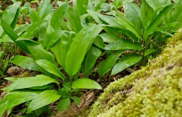 The leaves are broad and lance-shaped, with a fresh, vibrant green color that suggests springtime growth. Sprinkled throughout the greenery are delicate white flowers, characteristic of wild garlic, adding a touch of brightness to the scene. The flowers appear to be on slender stems, rising slightly above the leaves.In the background, we can see a cluster of slender trees with light-colored bark. The trees appear to be young and slender, suggesting a relatively young forest or a densely wooded area. The light appears to be filtering through the trees, casting a soft, diffuse glow over the scene, which enhances the natural beauty of the forest floor.