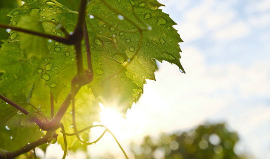 Close-up in the vineyard (Vine leaf)