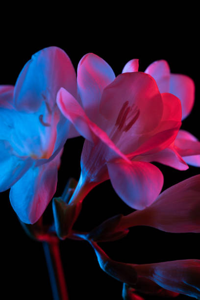 istock White Freesia flowers blooming, pink and blue neon light 1353983637