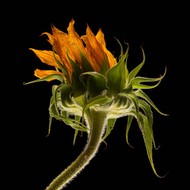 istock Sunflower flower with petals wither and form torch fire flame shape 1353983677