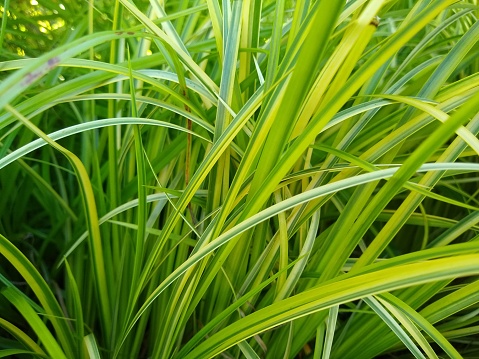 Lime green and yellow variegated leaves of Acorus 'Ogon'