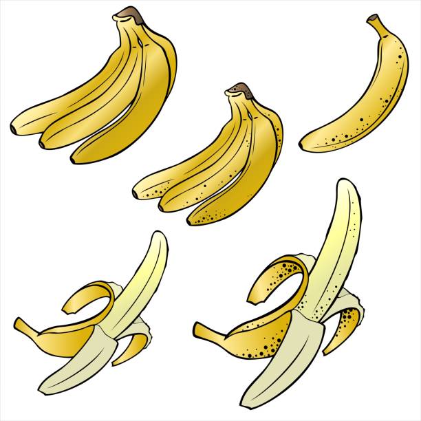 과일과 벡터 일러스트레이션 세트, 바나나 무리, 열린 바나나, 사진 - banana peeled banana peel white background stock illustrations
