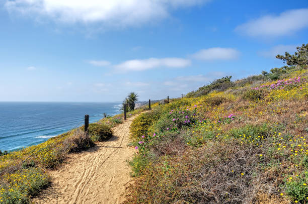 From the trails at Torrey Pines A view at Torrey Pines Park near San Diego, CA, springtime with flowers in bloom torrey pines tree stock pictures, royalty-free photos & images