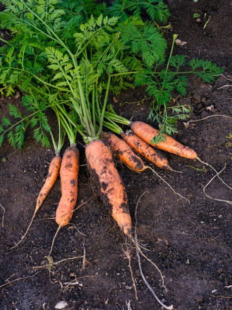 istock Freshly harvested carrots lying on the ground. 1353986717