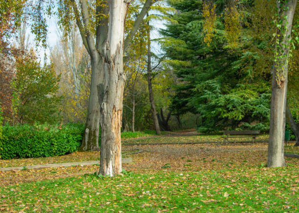 istock park with pathway, trees, dry leaves and grass 1353987779