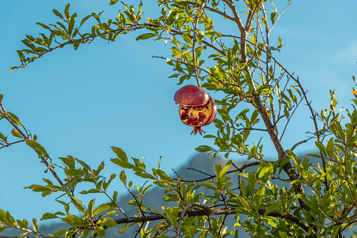 pomegranate ripening and cracking on a tree branch