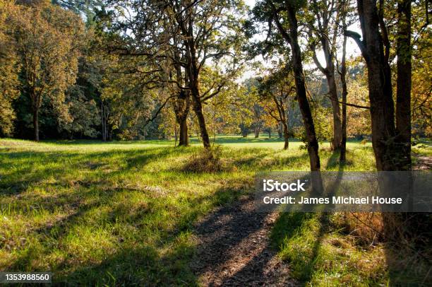 Oregon Oak Savana Stock Photo - Download Image Now - Arboretum, Autumn, Beauty