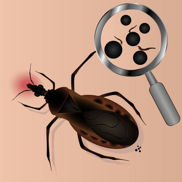 ilustrações, clipart, desenhos animados e ícones de inseto triatom órméico no fundo branco. ilustração vetorial - doença de chagas