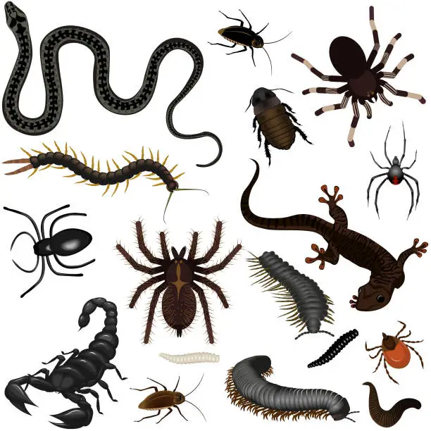 Vector illustration of Collection of creepy insects, poisonous snakes, lizards, spiders, centipedes, worms, cockroaches and beetles. Vector illustration