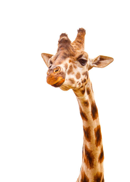 흰색에 고립 된 기린 머리의 클로즈업 샷 - animal animal neck cute safari animals 뉴스 사진 이미지