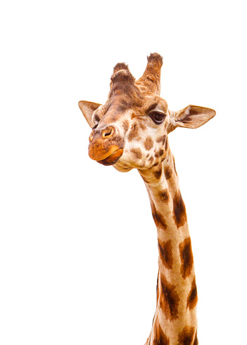 Giraffe head with curious chewing look isolated on white background with copy space