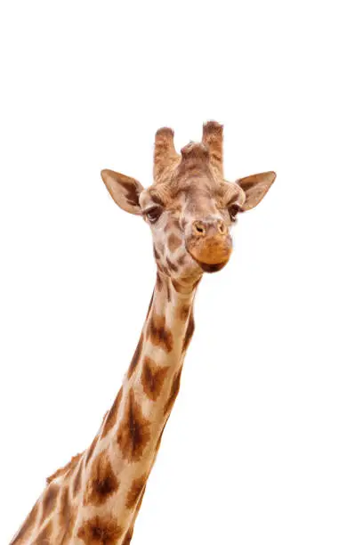 Photo of Close up shot of giraffe head isolated on white