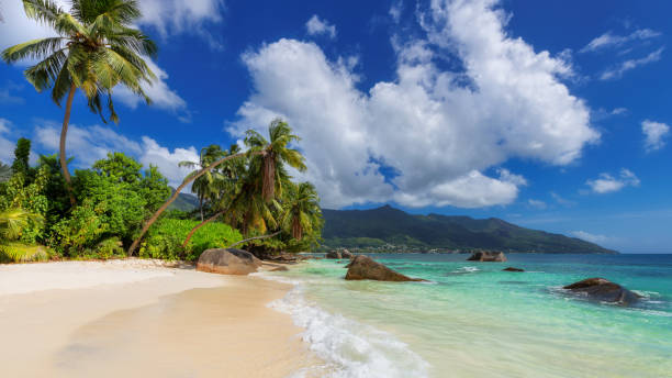 istock Beautiful tropical sunny beach with coco palms and blue ocean. 1353990905