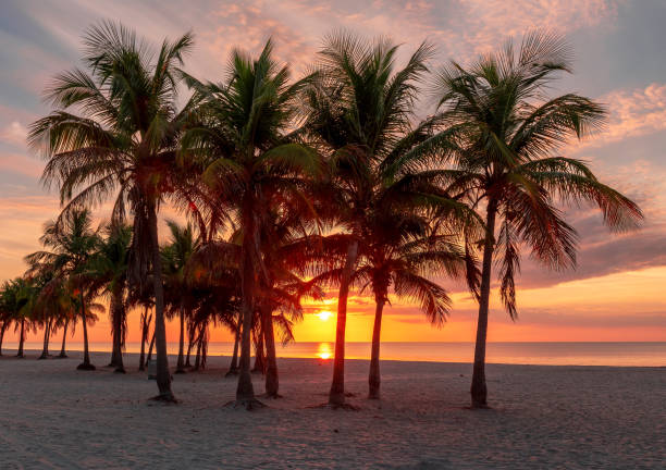 istock Palm trees at sunrise in Miami Beach, Florida 1353990925