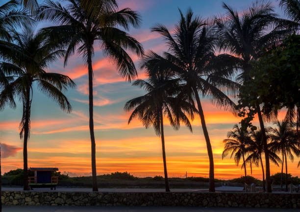 istock Sunset at Palm trees in California beach 1353990948