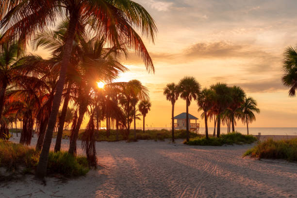 Palm trees at sunrise in Miami Beach, Florida stock photo