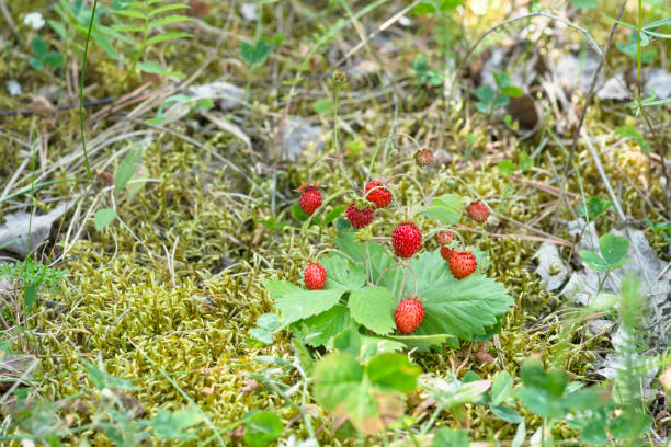 Wild strawberry bush with lots of ripe berries in a clearing in moos