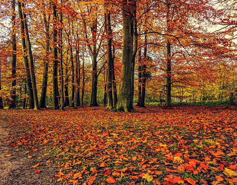 An autumn forest in germany.
