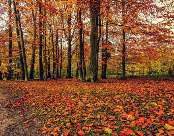 An autumn forest in germany. stock photo
