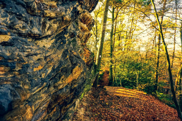 An autumn forest in germany with a stone wall.