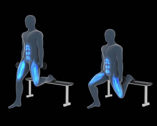 3d Illustration of Bulgarian Split Squat Dumbbell Workout This 3d illustration shows an xray man performing bulgarian split squat dumbbell workout with involved muscles highlighted in blue on a black background 3d human muscle stock pictures, royalty-free photos & images