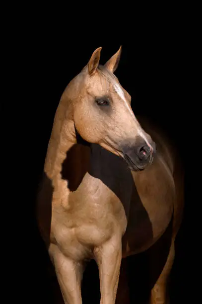 Beautiful palomino mare photographed on a black background. She has lovely hazel eyes and snip.  She is standing perfectly still, looking at something interesting on the right.