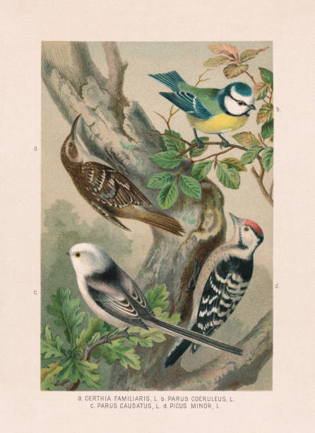 Passeriformes: treecreeper, titmouses and woodpecker, chromolithograph, published in 1887 Passeriformes: a) Eurasian treecreeper (Certhia familiaris); b) Eurasian blue tit (Cyanistes caeruleus, or Parus caeruleus); c) Long-tailed tit (Aegithalos caudatus, or Parus caudatus); d) Lesser spotted woodpecker (Dryobates minor, or Picus minor). Chromolithograph after a watercolor by Emil Schmidt, published in 1887. lesser spotted woodpecker stock illustrations