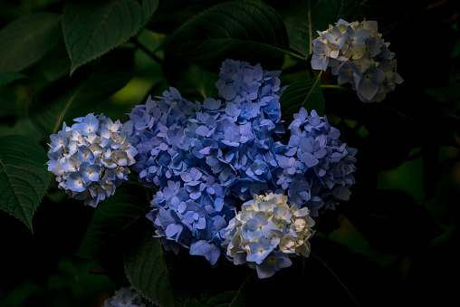 Blue Hydrangea. Blue Hydrangea flower
