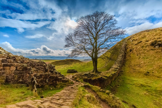 sycamore gap dans le comté de northumberland, angleterre - northumberland photos et images de collection