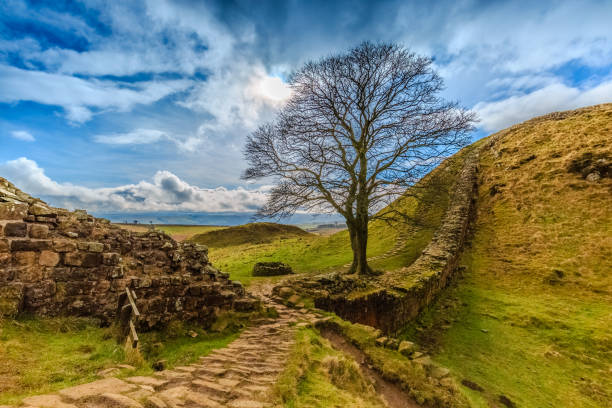 Sycamore gap in the County of Northumberland, England Sycamore gap in the County of Northumberland, England northumberland stock pictures, royalty-free photos & images
