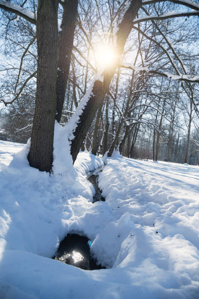 Sunset with trees in winter landscape