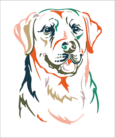 Labrador retriever dog color contour portrait. Dog head in front view vector illustration isolated on white. For decor, design, print, poster, postcard, sticker, t-shirt, cricut, tattoo and embroidery