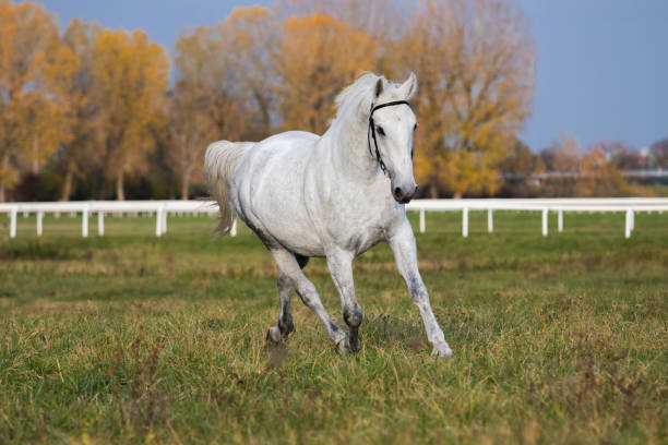 Bay young horse run gallop