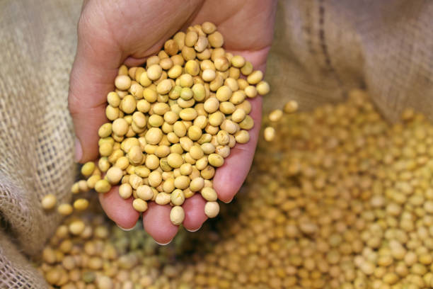 istock Female hands full of soybean 1353995614