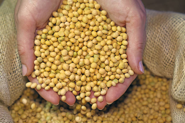 istock Female hand full of soybean 1353995687