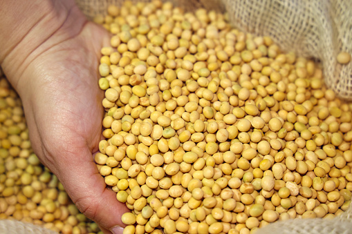 Female hand full of soybean in jute sack, close up