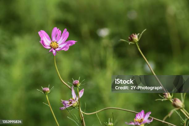 Cosmos Stock Photo - Download Image Now - Color Image, Flower, Horizontal