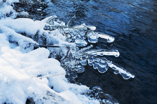 Icy branches on the river bank