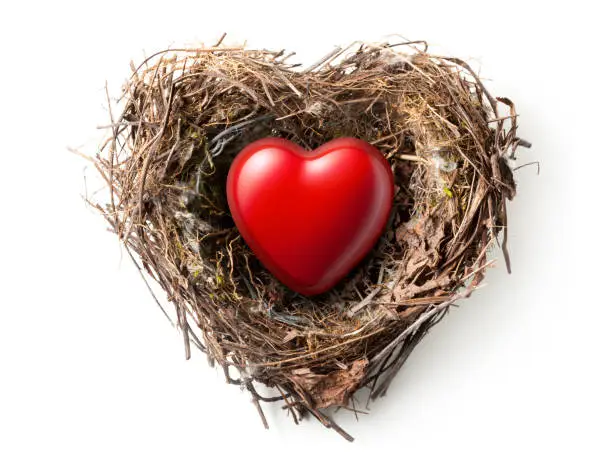 Red heart in the nest isolated on white background.