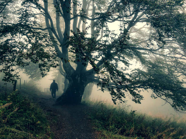 istock I walk under a big tree in the strong fog. 1353996965