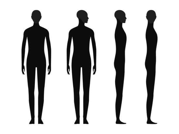 Unisex body anatomy chart, naked young person of undefined gender. Front,  back and side view. Blank template for medical infographic. Isolated vector  Stock Vector Image & Art - Alamy