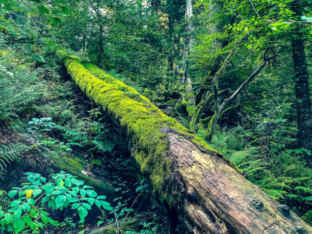 istock An old fallen tree with moss overgrown in the Black Forest. 1353998208